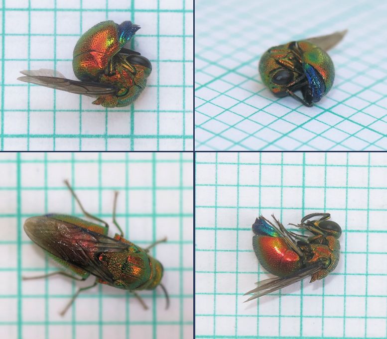 Stilbum cyanurum, Chrysidae