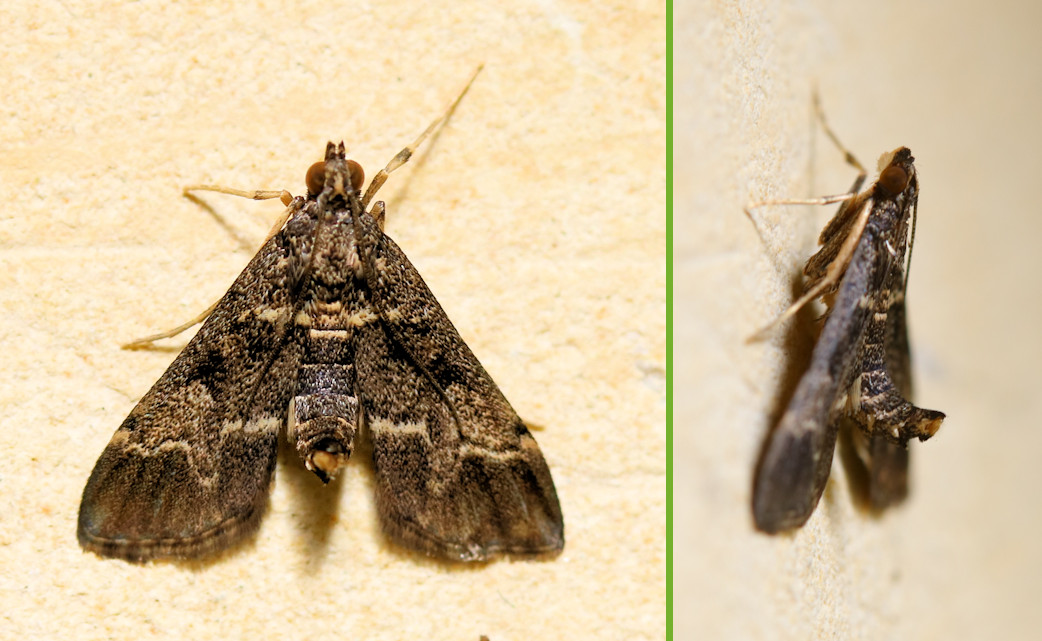 Dark Brown-black small moth - Duponchelia fovealis