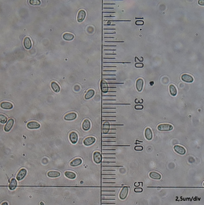 Myxo forma pseudoaethelium caffelatte