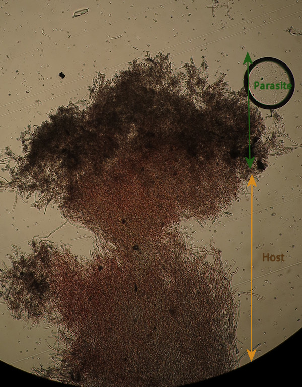 Myxo forma pseudoaethelium caffelatte