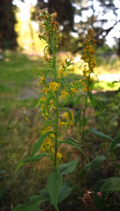 Solidago virgaurea