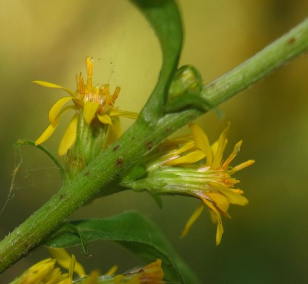 Solidago virgaurea