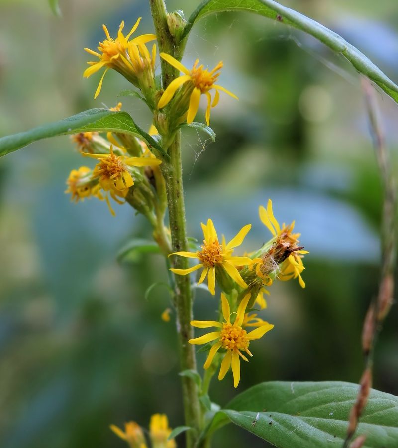 Solidago virgaurea