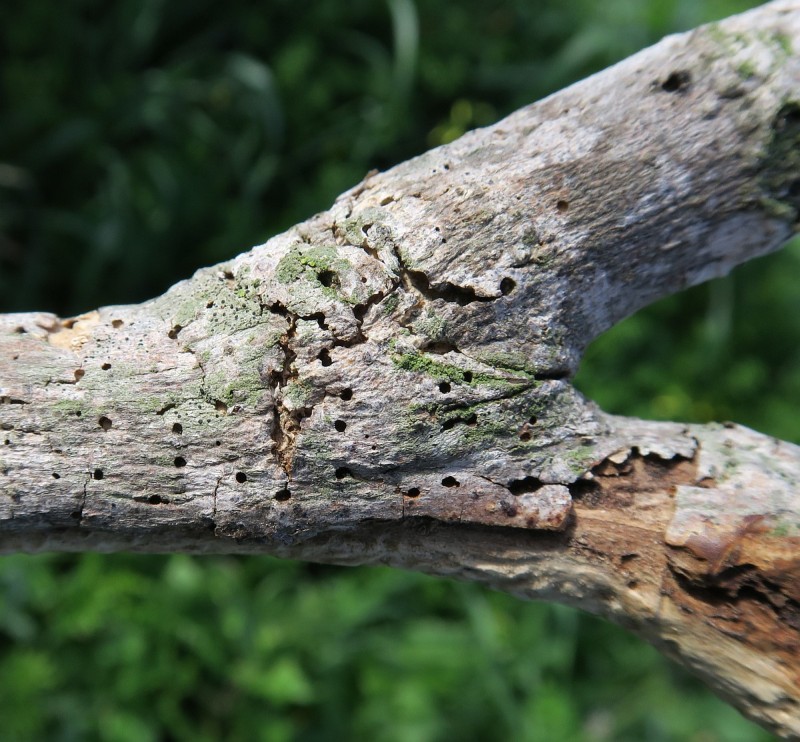 Parassiti (e non): cfr. Hypoborus ficus (Curculionidae)+Cerambycidae e Trogosidae (larve)