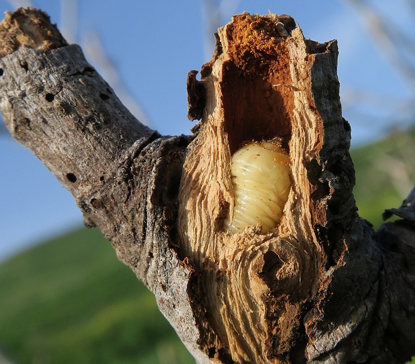 Parasiti su Ficus carica - identificazione per favore