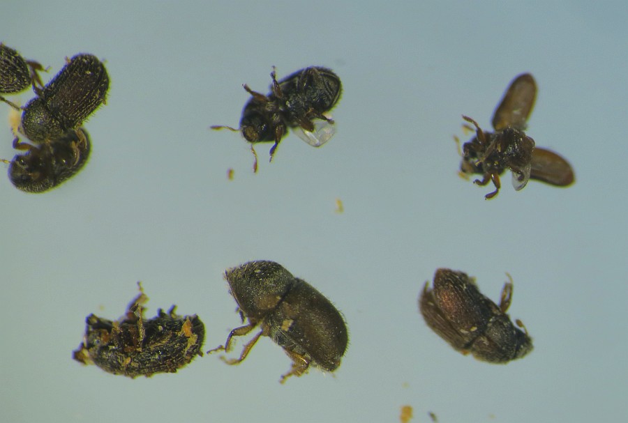 Parassiti (e non): cfr. Hypoborus ficus (Curculionidae)+Cerambycidae e Trogosidae (larve)