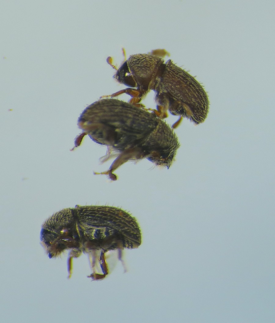 Parassiti (e non): cfr. Hypoborus ficus (Curculionidae)+Cerambycidae e Trogosidae (larve)