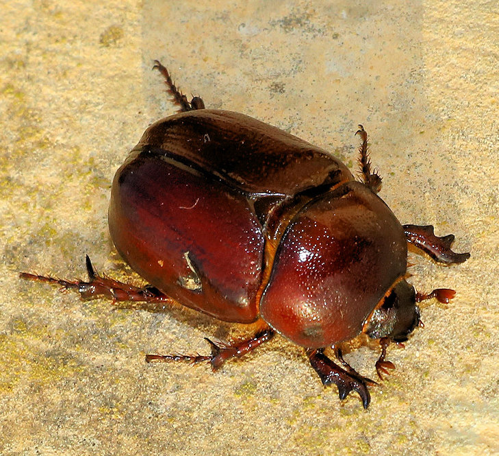 Scarafaggio?  No, Phyllognatus excavatus (Dynastidae)