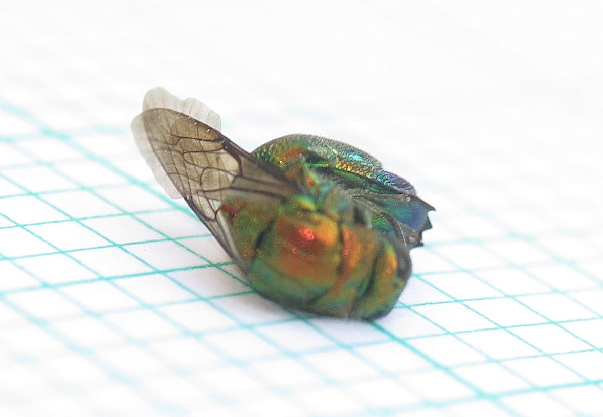 Stilbum cyanurum, Chrysidae
