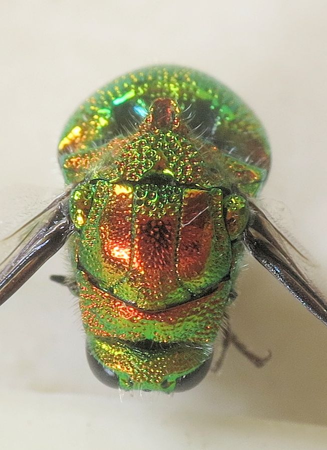 Stilbum cyanurum, Chrysidae