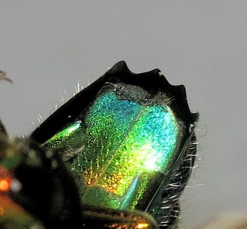 Stilbum cyanurum, Chrysidae