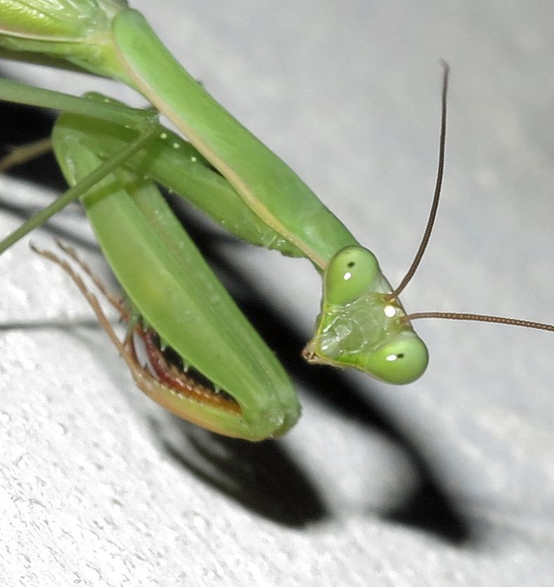 Mantis religiosa (female) per confermare