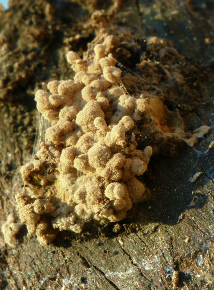 Myxo forma pseudoaethelium caffelatte