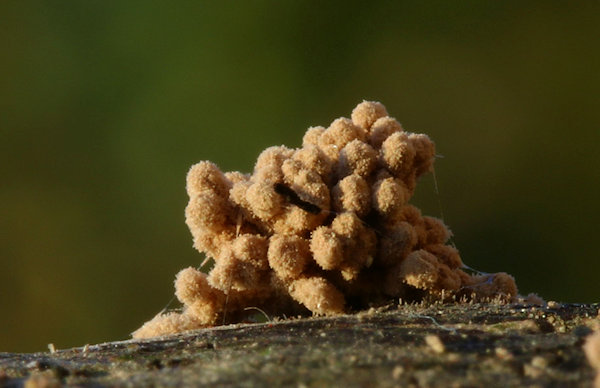 Myxo forma pseudoaethelium caffelatte