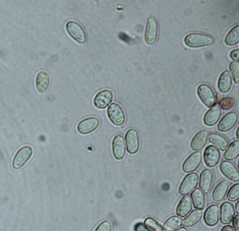 Myxo forma pseudoaethelium caffelatte