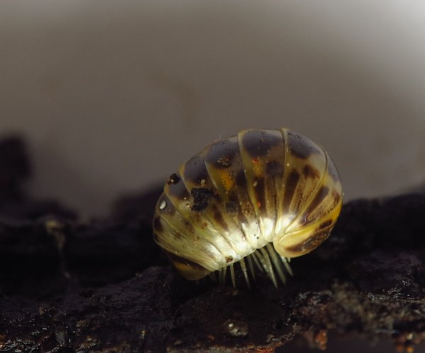 Glomeridae da Malta