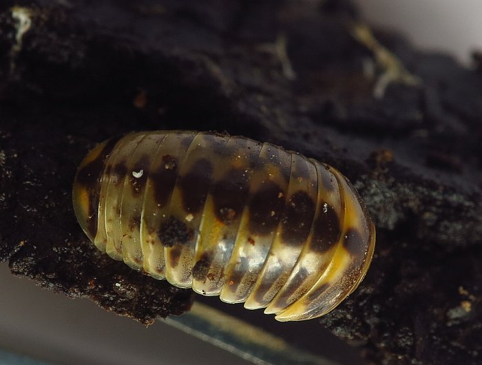 Glomeridae da Malta