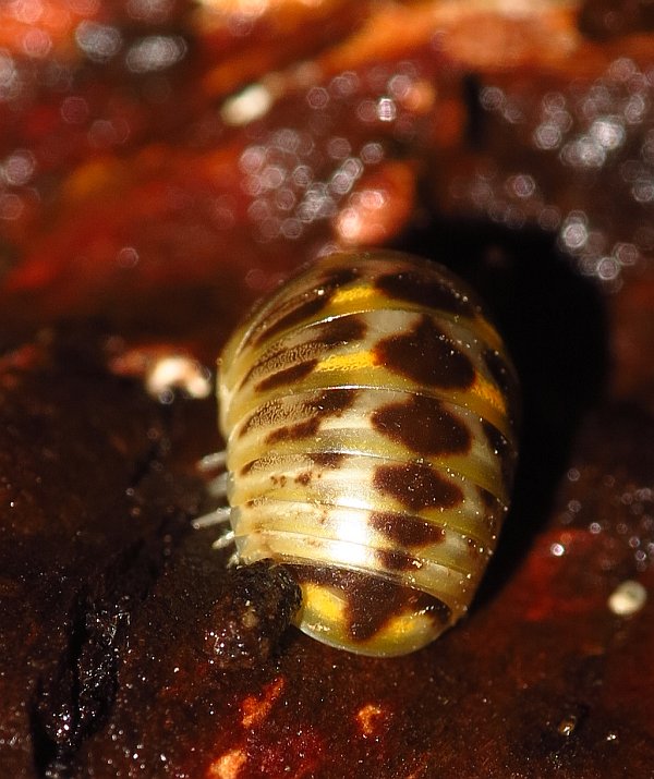 Glomeridae da Malta