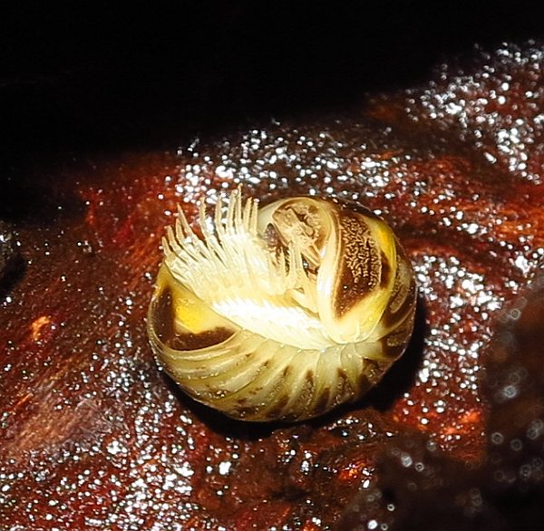 Glomeridae da Malta