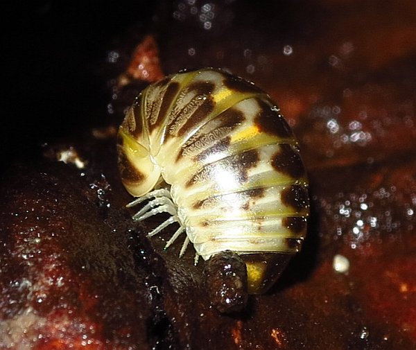 Glomeridae da Malta