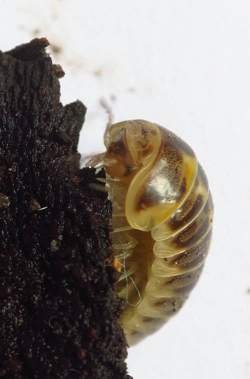 Glomeridae da Malta