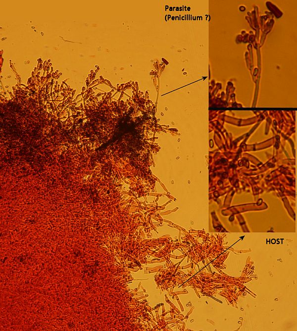 Myxo forma pseudoaethelium caffelatte