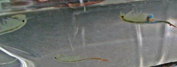 Branchipus cfr. schaefferi