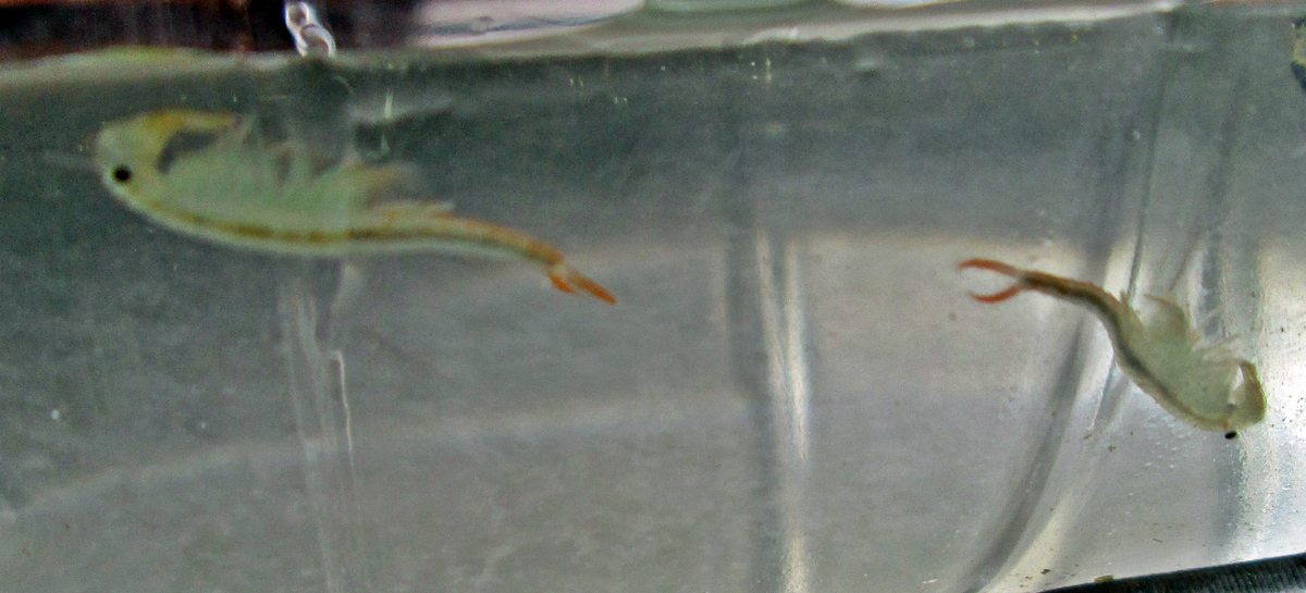 Branchipus cfr. schaefferi