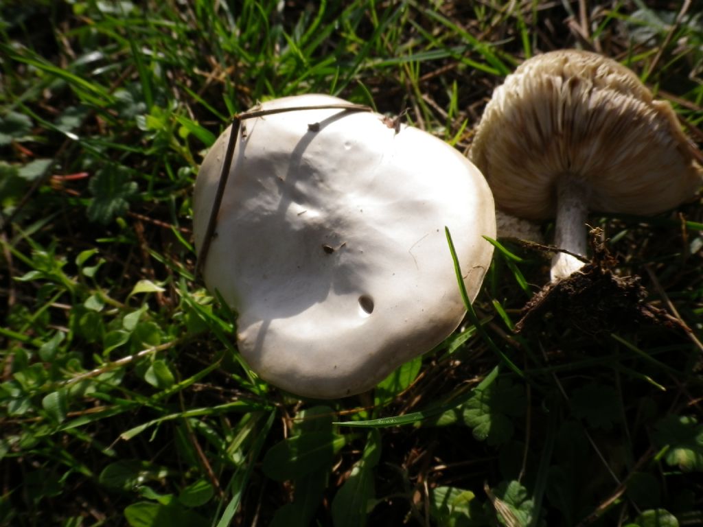 fumgo da identificare 5