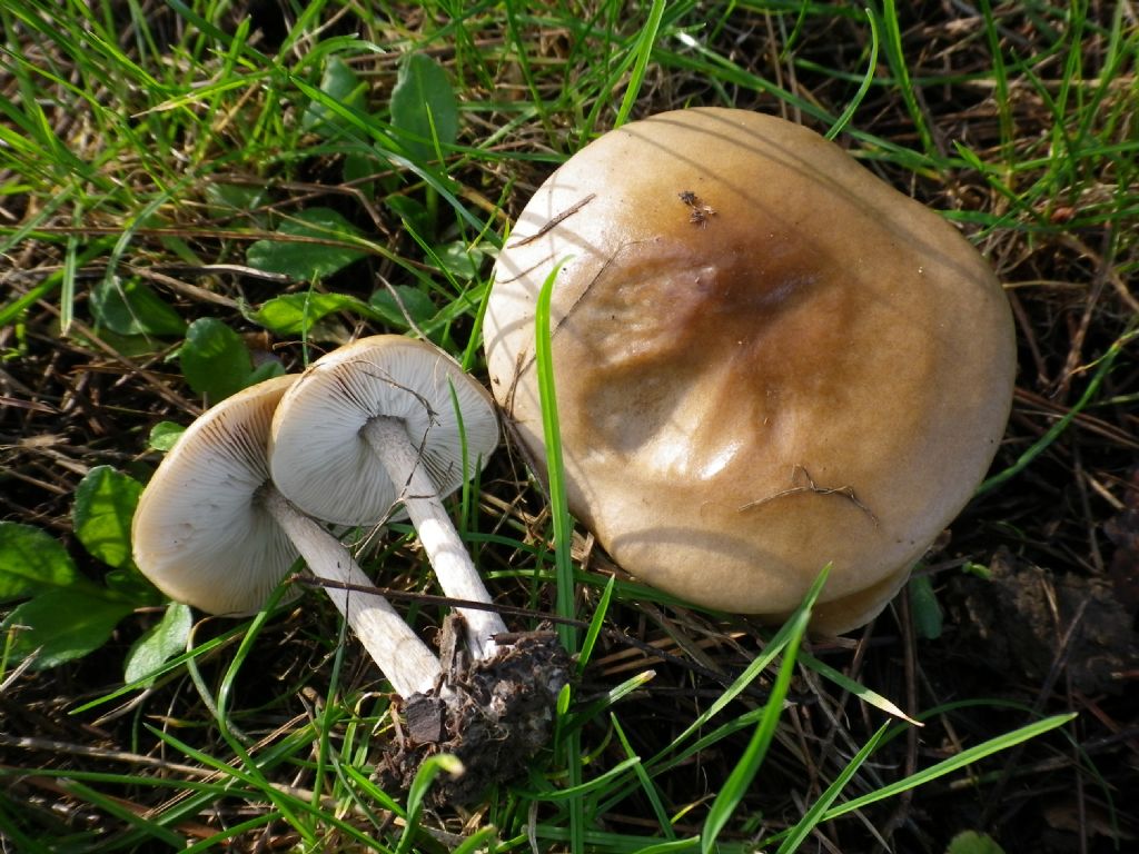 fungo da identificare 6