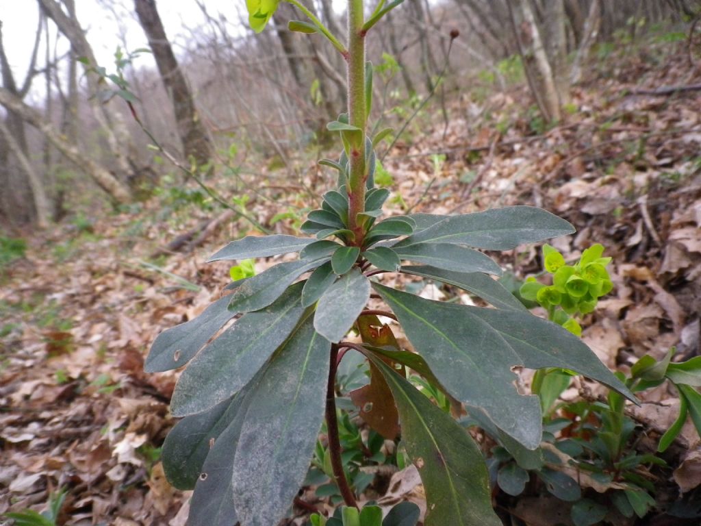 Tutto verde: Euphorbia amygdaloides