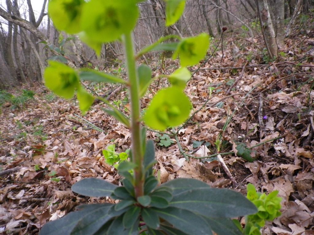 Tutto verde: Euphorbia amygdaloides