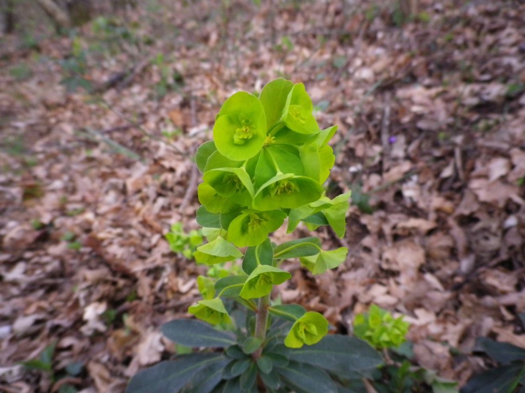 Tutto verde: Euphorbia amygdaloides