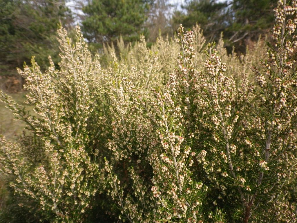 Erica arborea / Erica arborea