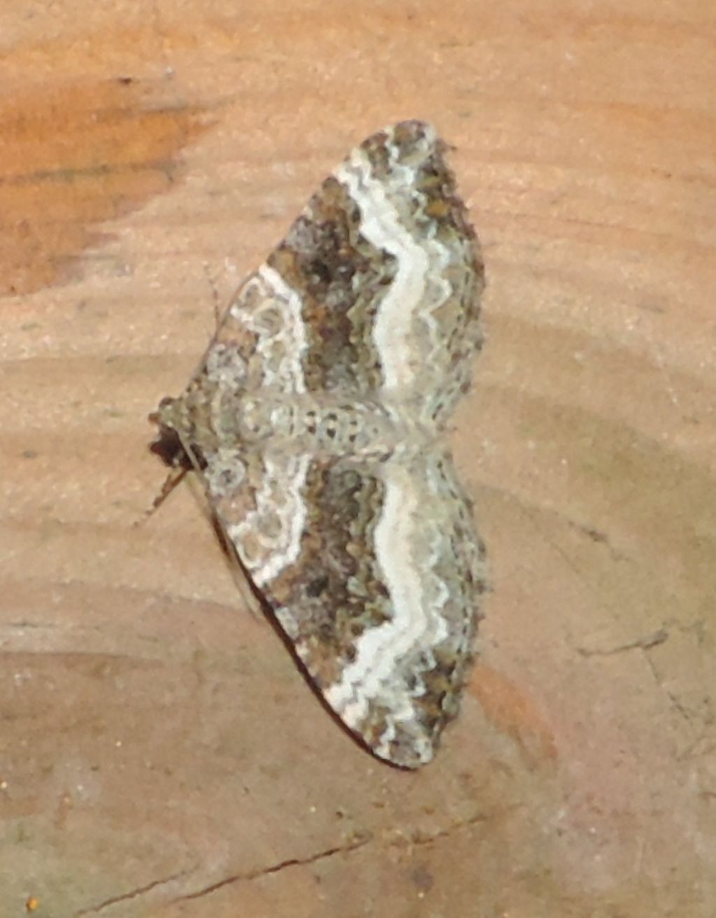 da ident. - Epirrhoe sp.