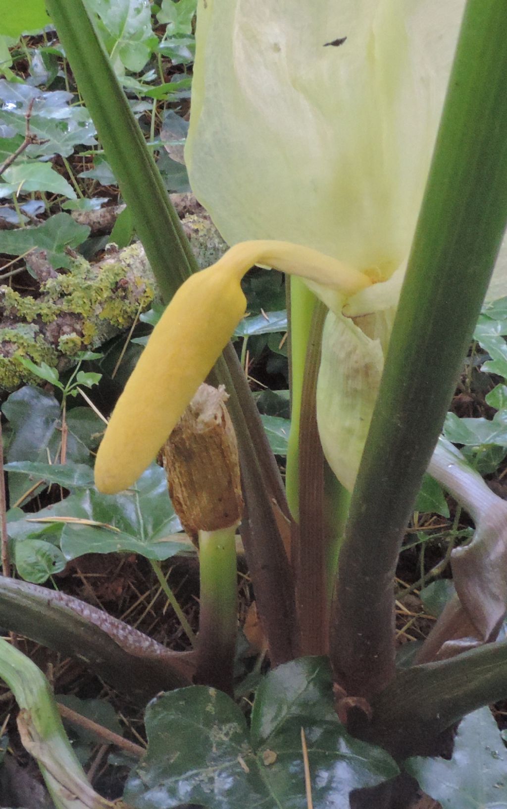 Arum sp.