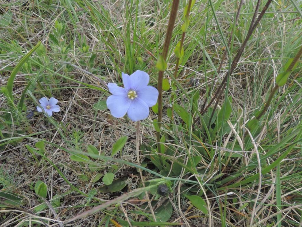 Linum alpinum