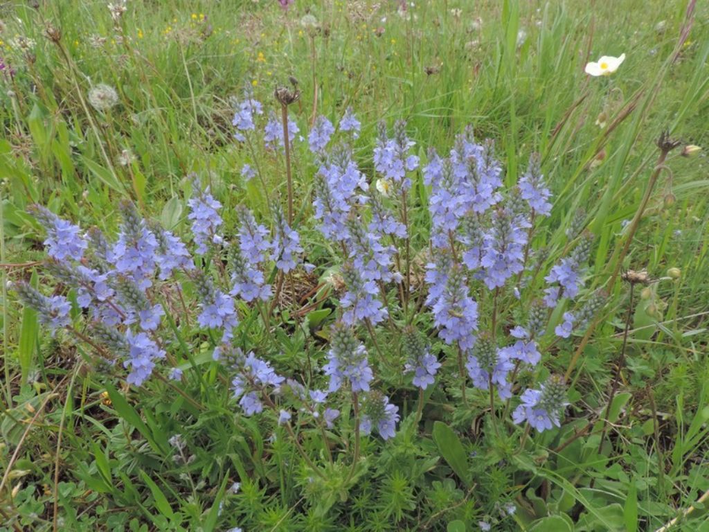 Veronica sp. e Polygala sp.