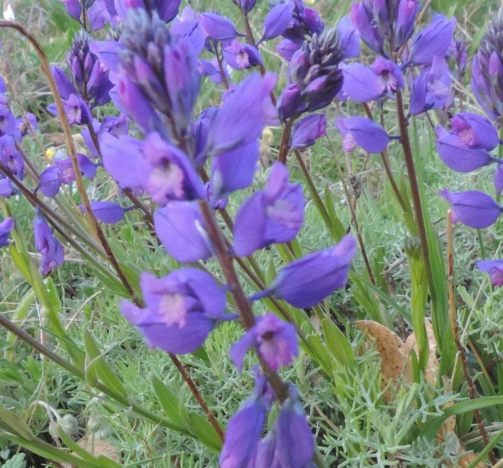 Veronica sp. e Polygala sp.