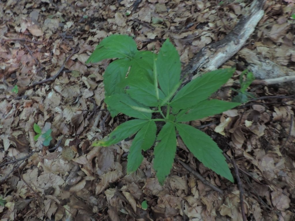 Curiosit - Cardamine enneaphyllos