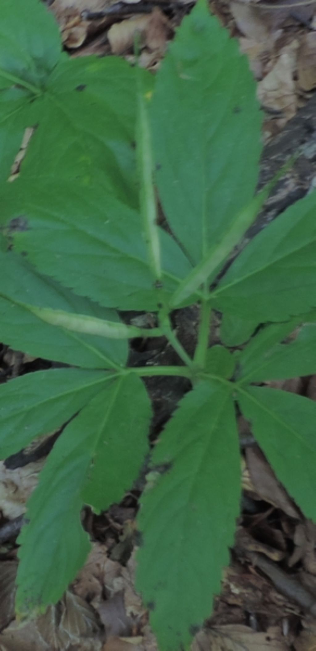 Curiosit - Cardamine enneaphyllos