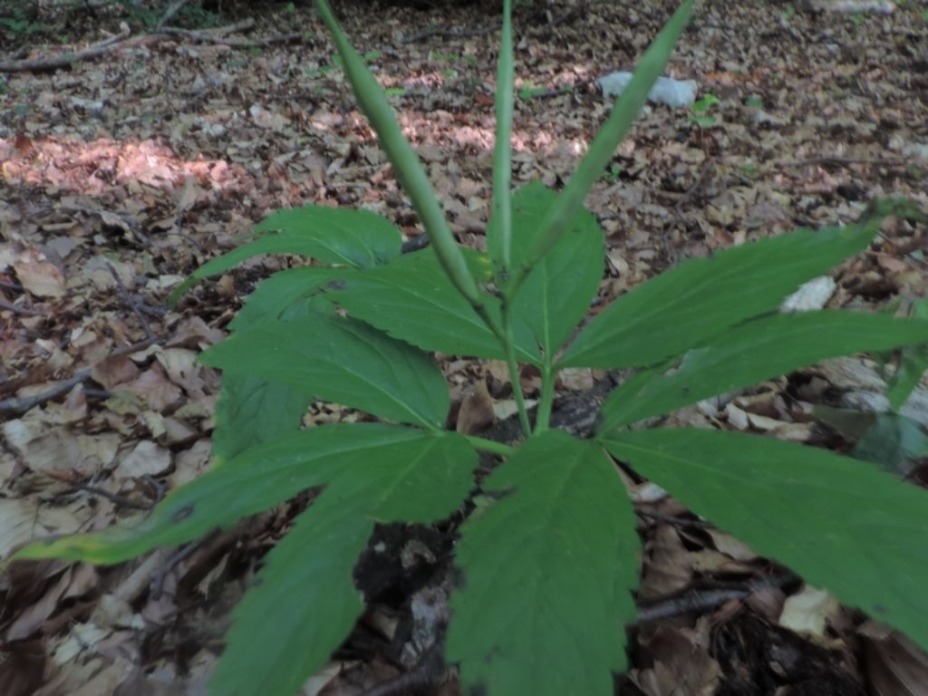 Curiosit - Cardamine enneaphyllos