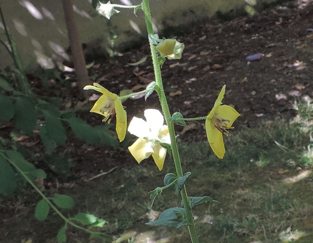Verbascum blattaria