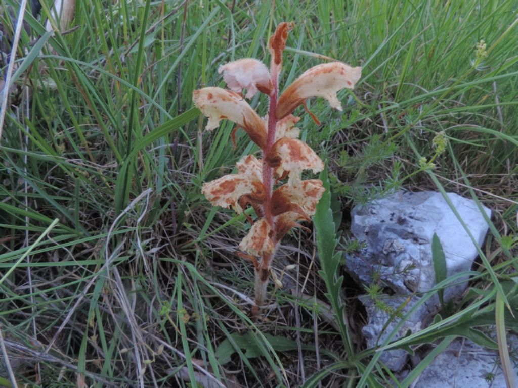 Orobanche caryophyllacea / Succiamele garofanato