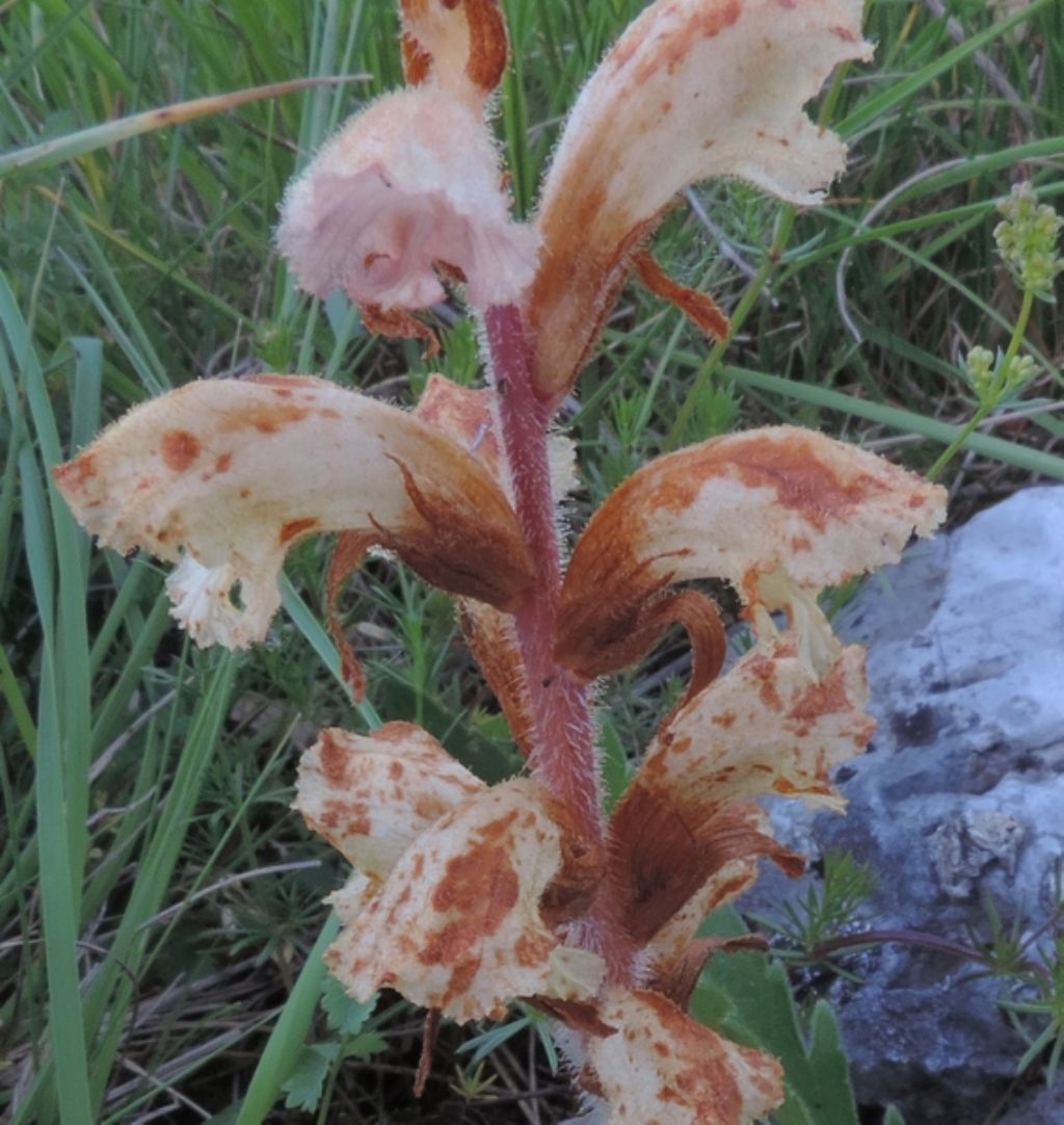 Orobanche caryophyllacea / Succiamele garofanato