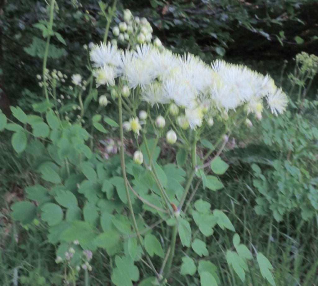 Bianco a 100 punte - Thalictrum aquilegifolium