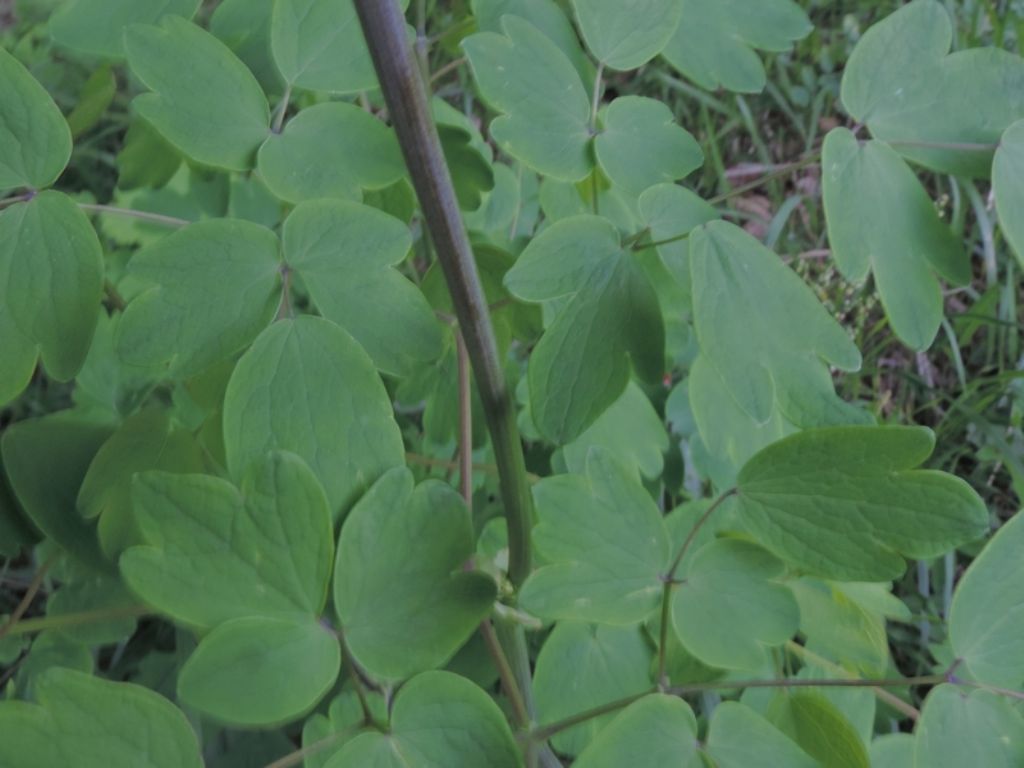 Bianco a 100 punte - Thalictrum aquilegifolium
