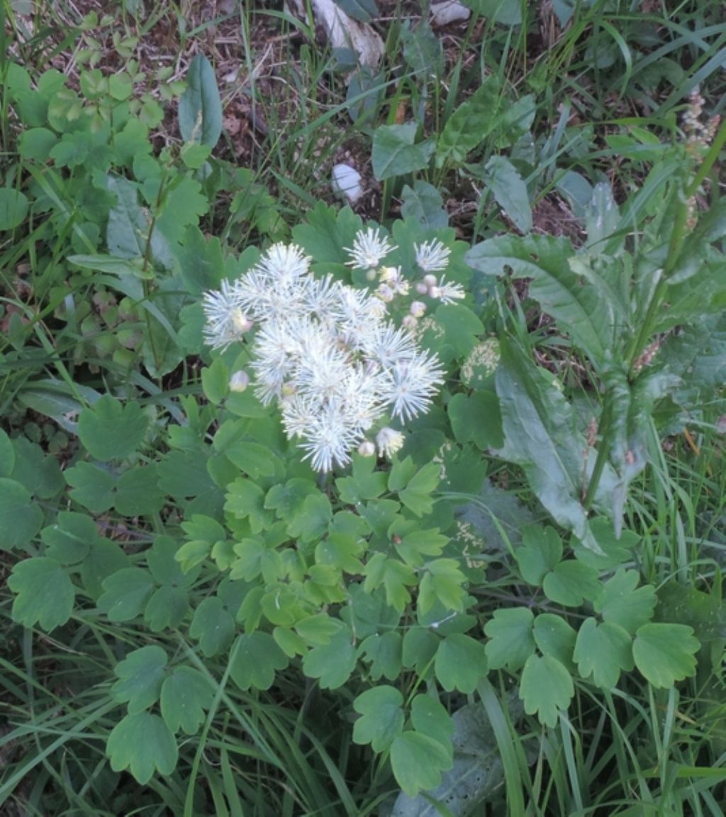 Bianco a 100 punte - Thalictrum aquilegifolium