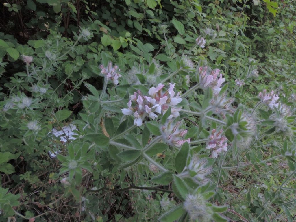 Lotus hirsutus (=Dorycnium hirsutum)