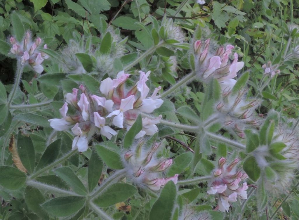Lotus hirsutus (=Dorycnium hirsutum)